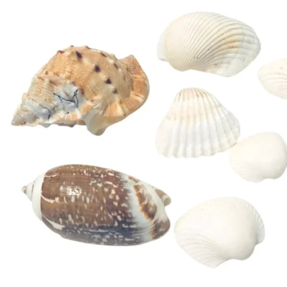 Fresh Florida Seashells Assorted 12 - Picture 3 of 6